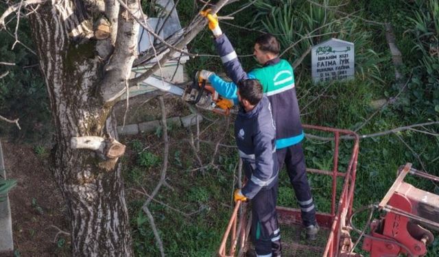 Budanan ağaç dalları ihtiyaç sahiplerine yakacak oluyor