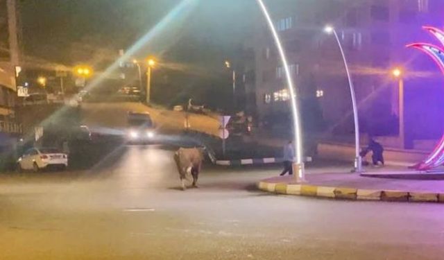 Caddede ilerleyen büyükbaş hayvanlar kamerada