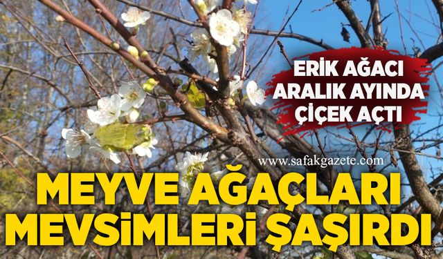 Meyve ağaçları mevsimleri şaşırdı: Erik ağacı Aralık ayında çiçek açtı