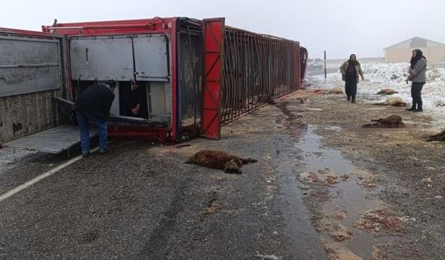Hayvan yüklü tır devrildi: 10 küçükbaş telef oldu