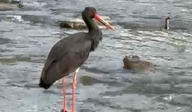 Türkiye'de nadir görülen kara leylek Karabük'te görüldü