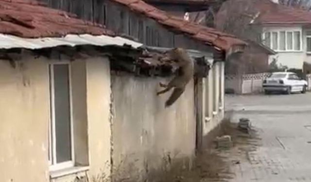 Köpek seslerini duyan tilkinin yaşadığı panik kamerada