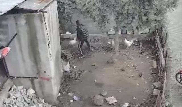 Kümeslerden tavuk çalan zanlı tutuklandı