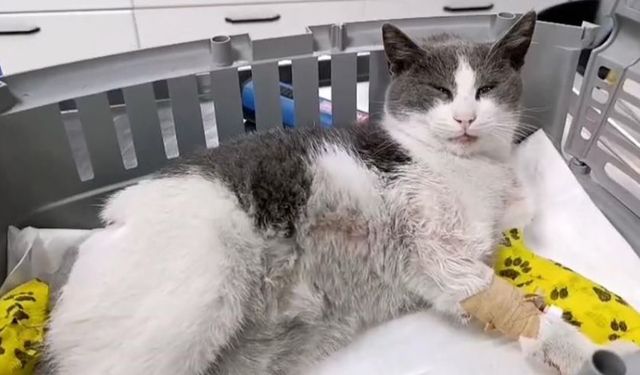 Otomobilin çarptığı kedi, tedavi için İstanbul'a sevk edildi