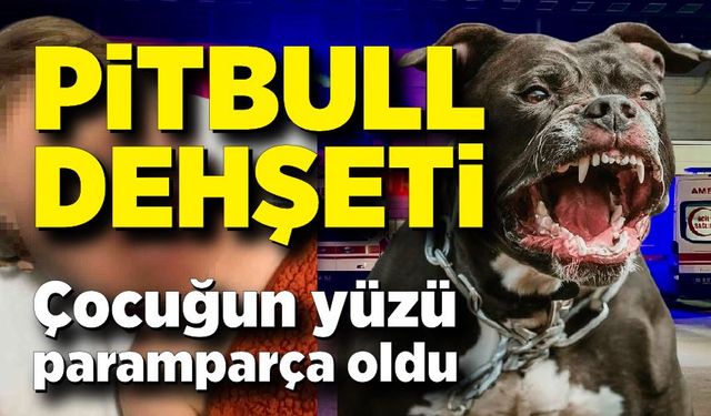 Pitbull dehşeti: Çocuğun yüzü paramparça oldu