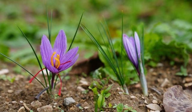 Safrana KBÜ'den akademik destek