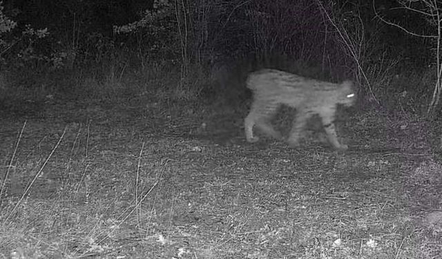 Karabük'te vaşak ve yavrusu ile kurt, fotokapana yansıdı