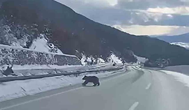 Anne ayı ile üç yavrusu yolda araçların önüne çıktı