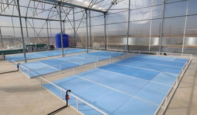 Jeotermal Devrim: Karides ve Balık Üretimi Başlıyor