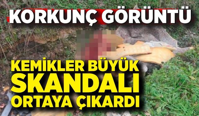 Çevreye Atılan Kemikler Büyük Skandalı Gün Yüzüne Çıkardı
