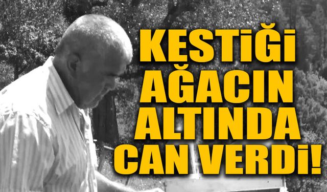 Ormanlık alanda feci ölüm: Kestiği ağacın altında can verdi!