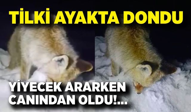Yüksekova’da dondurucu soğuk: Tilki ayakta dondu