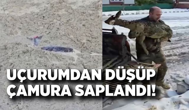 Uçurumdan düşüp çamura saplandı! Kurtarmak için ekipler seferber oldu