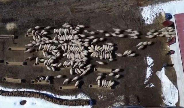 Bayburt’ta 50 Milyon Liralık Yem Desteği Uygulandı