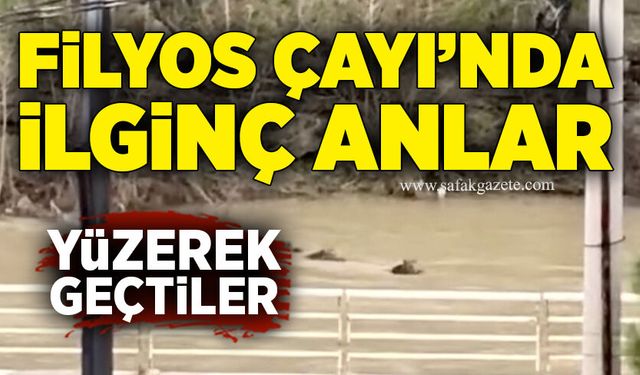 Filyos Çayı’nda ilginç anlar: Yüzerek geçtiler