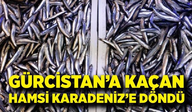 Gürcistan sularına yönelen hamsi Karadeniz'e geri döndü