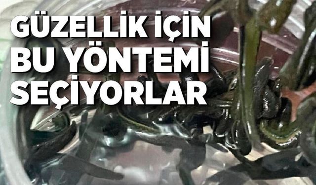 Mezbaha kanıyla besleniyor, birçok hastalığa şifa oluyorlar