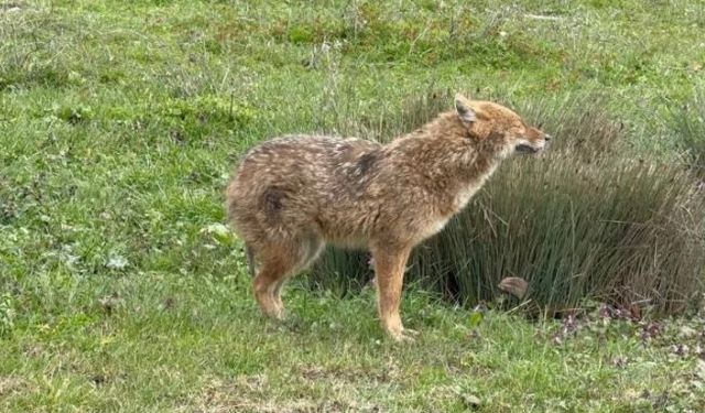 Yerleşime İnen Hasta Çakal Tedavi Edildi