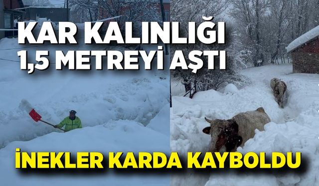Kar kalınlığı 1,5 metreyi aştı: İnekler karda kayboldu