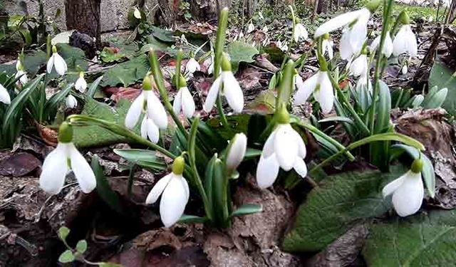 Kardelenler yüzünü erken gösterdi