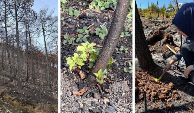 KBÜ, Yangın Sonrası Karaçam Ormanlarını 36 Ay İnceleyecek