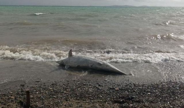 Ayvacık sahilinde ölü yunus karaya vurdu