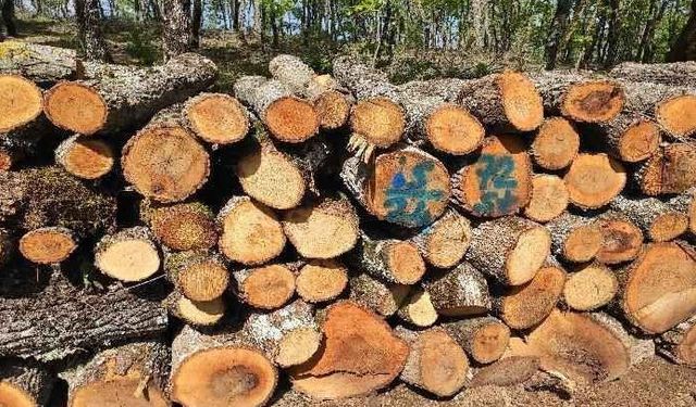 Alaplı Orman İşletme Müdürlüğü Tasnif-Depolama Hizmet Alımı İşi