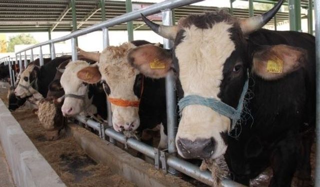 Şap paniği; 11 mahalle karantinaya alındı