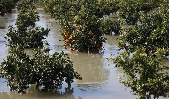 Çukurova’da Taşkın: Tarlalar Sular Altında