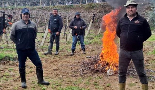 Sarıgöl’de bağlarda dondurucu budama mesaisi