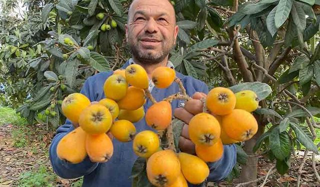 Sarı Altın Erken Geldi: Yenidünya Tezgahta