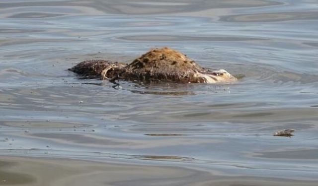 Atatürk Barajı’nda hayvan leşi skandalı