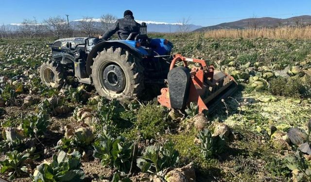 Pazarda 70 lira ama yüzbinlercesi tarlada çürüdü