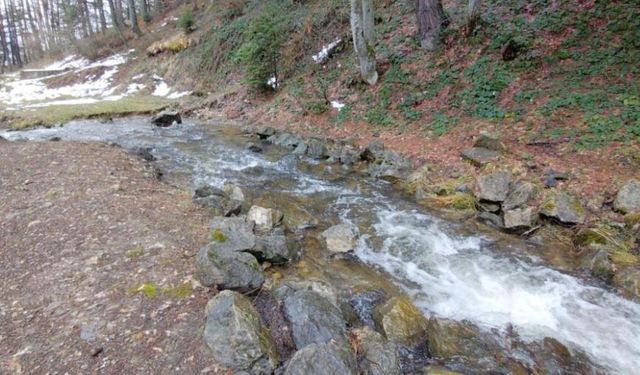 Bolu Abant’ta Bahar Coşkusu: Karlar Eridi, Çiçekler Açtı