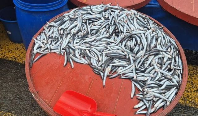 Hamsi 50 liradan 200’e fırladı: Tezgâhta şok artış