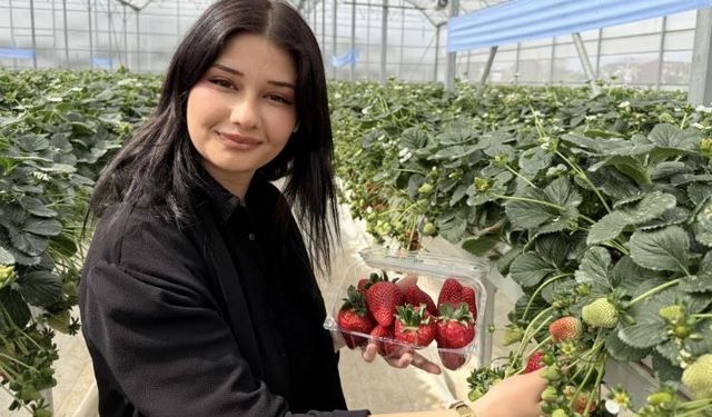 Tarsus’ta topraksız çilek hasadı başladı, vatandaşlar tattı