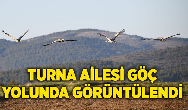 Turna ailesi göç yolunda görüntülendi