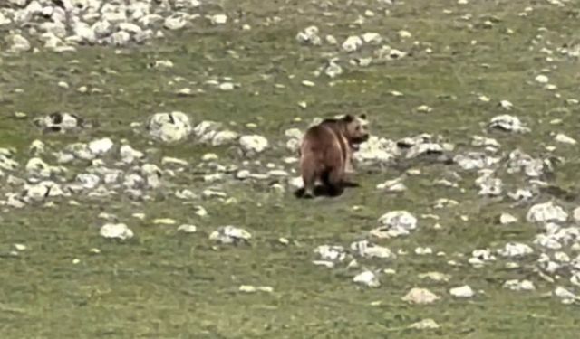 Yaralı Bozayı Yürek Burktu! O Anlar Kamerada
