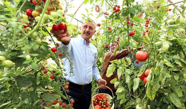 Çiftçilere yüzde 75 hibeli fide desteği