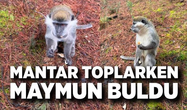 Mantar aramak için çıktığı doğada maymun buldu