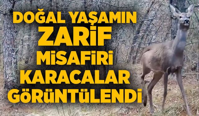 Doğal yaşamın zarif misafiri Karacalar görüntülendi