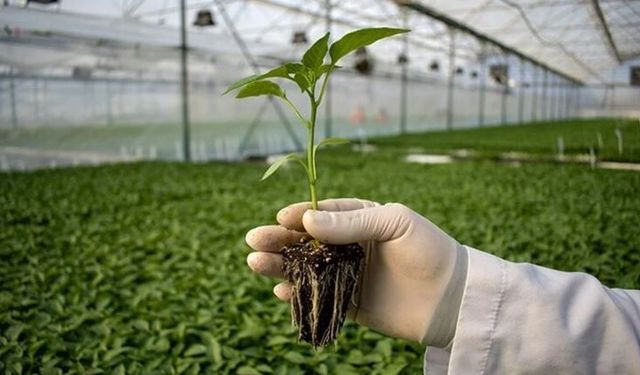 Gökçebey Orman Fidanlık Müdürlüğü Fidan Bakımı ve Bakım İşleri Yaptıracaktır