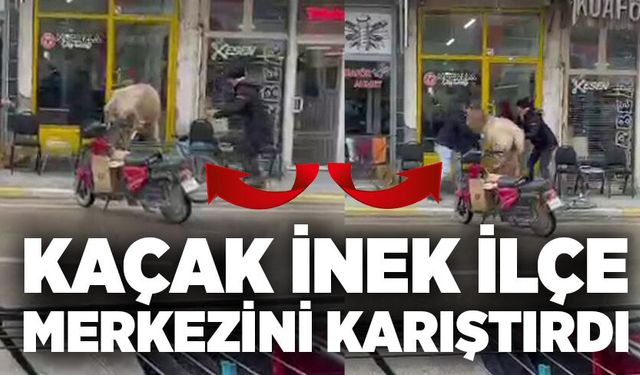 Kaçak inek ilçe merkezini karıştırdı