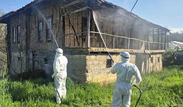 Kahverengi kokarca kış uykusunda imha ediliyor