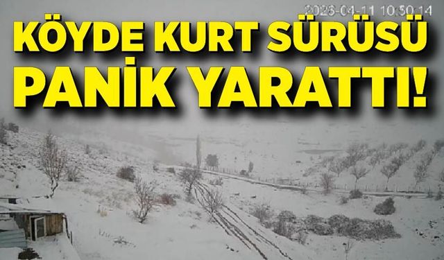 Kurt sürüsü köye indi, köy halkında paniğe neden oldu