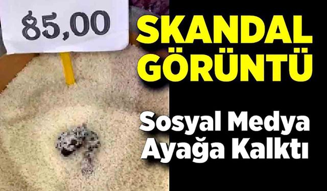 Skandal görüntü: Pirinçten kedi dışkısı çıkan markete ceza