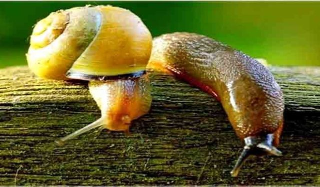 Salyangoz ve sümüklü böcek uyarısı