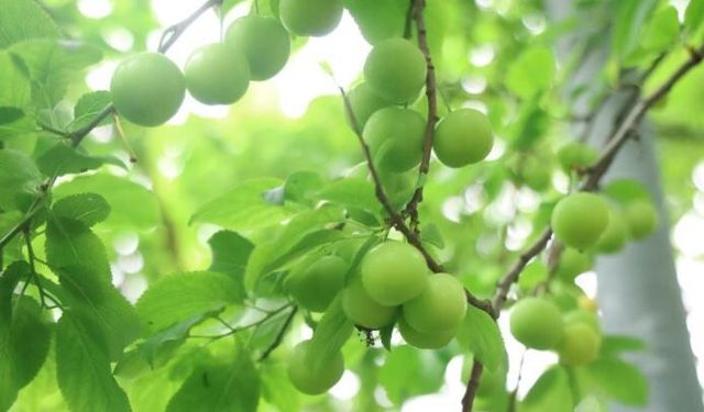 Turfanda can eriği Avrupa ülkelerine ihraç ediliyor