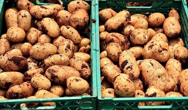 Turfanda patateste hasat başladı