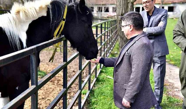 Türkiye’nin İlk Tüp Tayı “Balat” 2 Yaşında